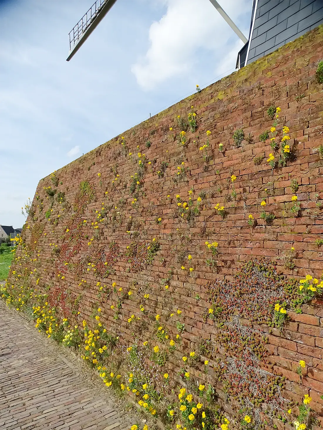 11, Molen 00900 Bataaf (Winterswijk), Martin E. van Doornik (13-4-2024)&nbsp;Doordat de beltmuren niet gevoegd zijn, ontstaat er een bloemrijke flora. | Database Nederlandse molens