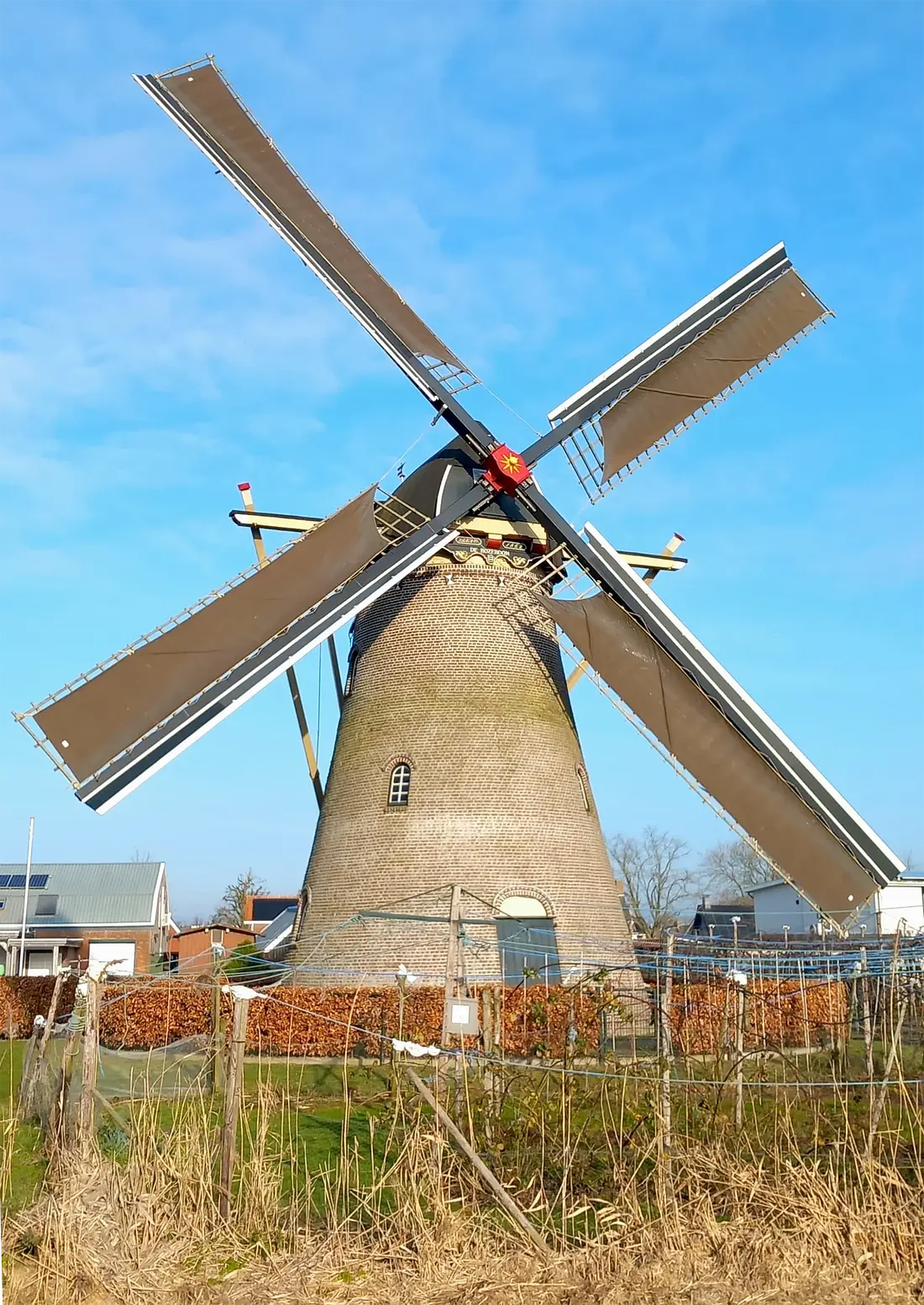 Molen 01649 De Rozeboom (Krabbendijke), Martijn Gijssel (14-01-2025)&nbsp;De molen draaiend met nieuwe zeilen. | Database Nederlandse molens