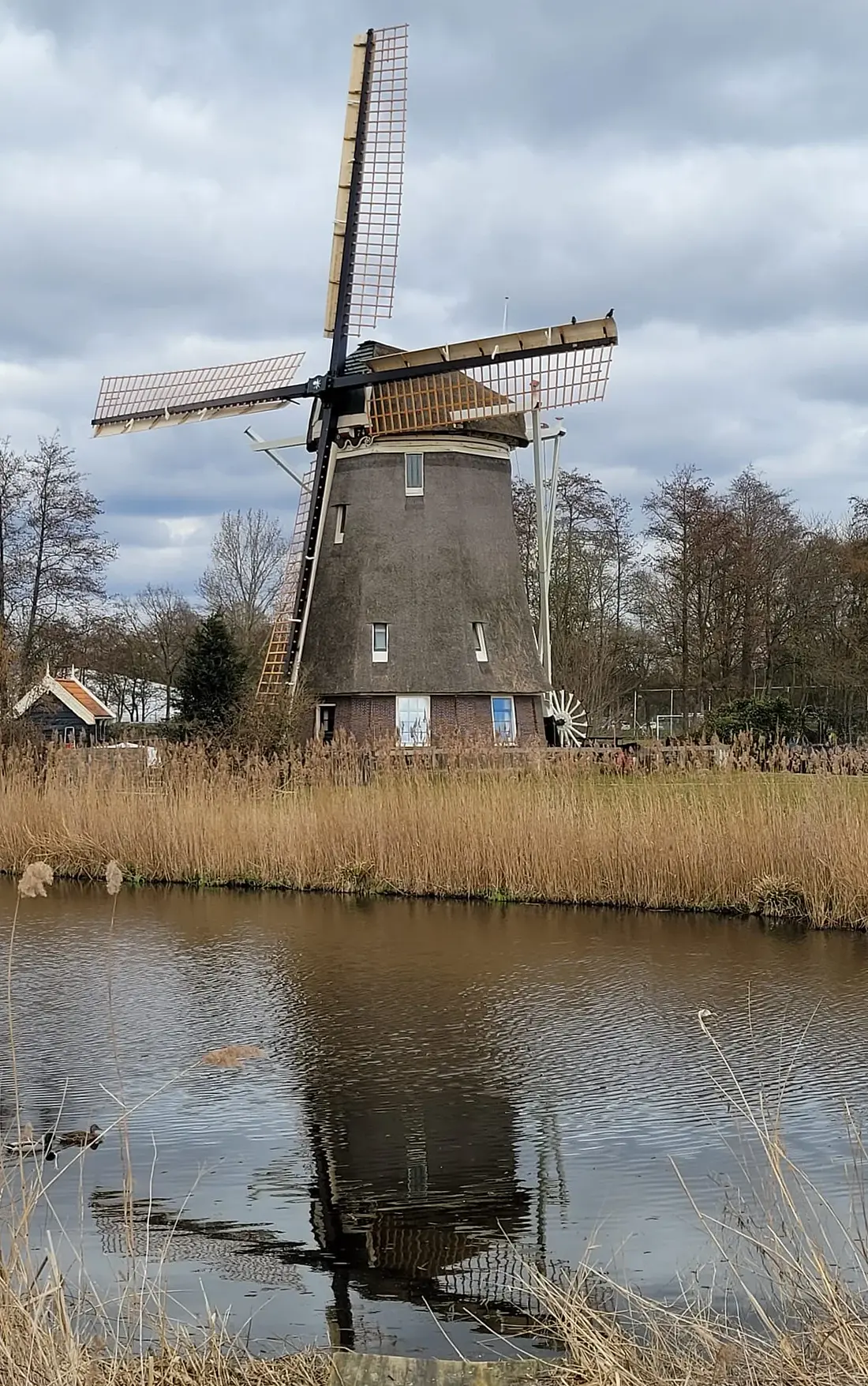 Molen 10136 De 1100 Roe (Amsterdam), Jos van Streepen (17-03-2025)&nbsp;Molen staat er weer deftig bij met nieuwe wieken. | Database Nederlandse molens