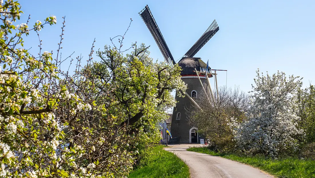 5, Molen 00250 De Vrijheid (Beesd), Dirk Zuidgeest (12-04-2025) De karakteristieke bloesem van dit gebied. | Database Nederlandse molens