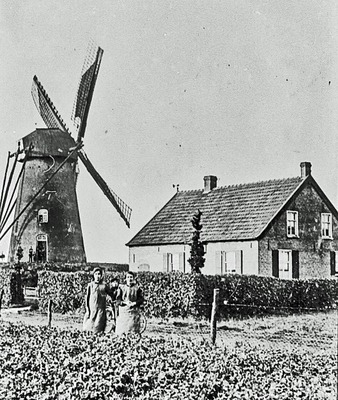 Molen 07409 Zeldenrust voorganger (Budel), Foto collectie DHM, de afbeelding moet wel van ca 1889 zijn. | Database Nederlandse molens