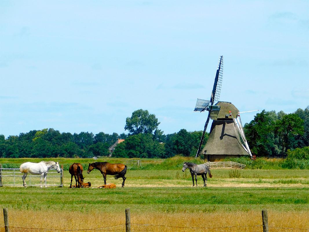 5, Molen 03071 De Broekmolen / Broekpoldermûne ( Broeksterwoude / Broeksterwâld), Piet Glasbergen (7-7-2018) | Database Nederlandse molens