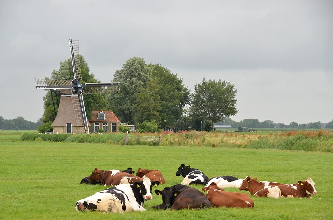 1, Molen 03004 De Poelen / De Puollen (Dronrijp / Dronryp), René Speur (20-7-2014) | Database Nederlandse molens