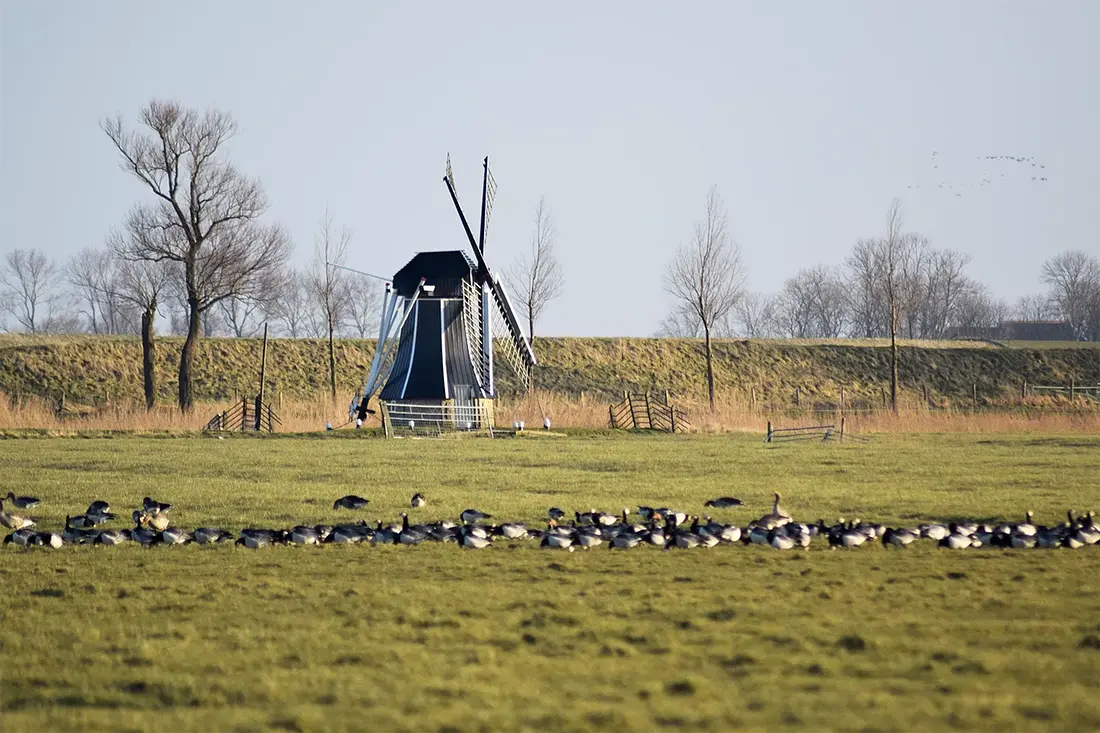 6, Molen 06436 De Gans (Ezumazijl / Iezumasyl), Pieter van Helden (5-3-2022). De Gans, de ganzen... | Database Nederlandse molens