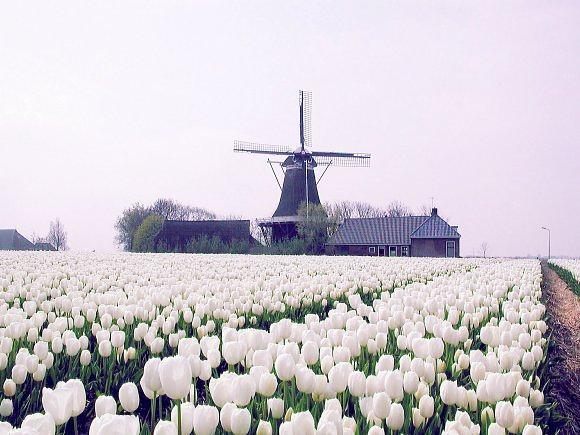 4, Molen 03064 De Hoop (Holwert / Holwerd), Joop Vendrig (25-4-2002) | Database Nederlandse molens
