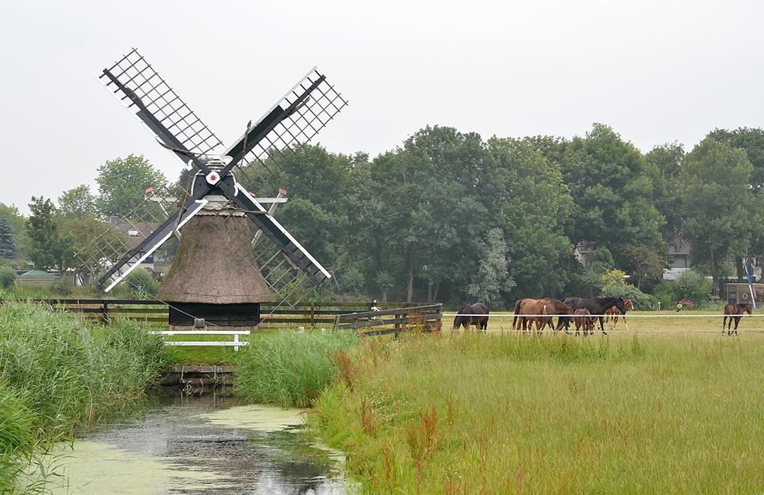 4, Molen 12347 Binnema's Mûne / Binnema's Molen / De Kleine Molen (Stiens), René Speur (20-7-2014) | Database Nederlandse molens