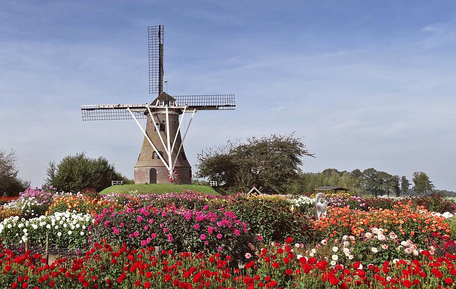 3, Molen 00903 De Piepermolen (Rekken), Willem Stapelkamp (28-9-2014)De ligging van de molen in combinatie met de prachtige dahliatuin. | Database Nederlandse molens