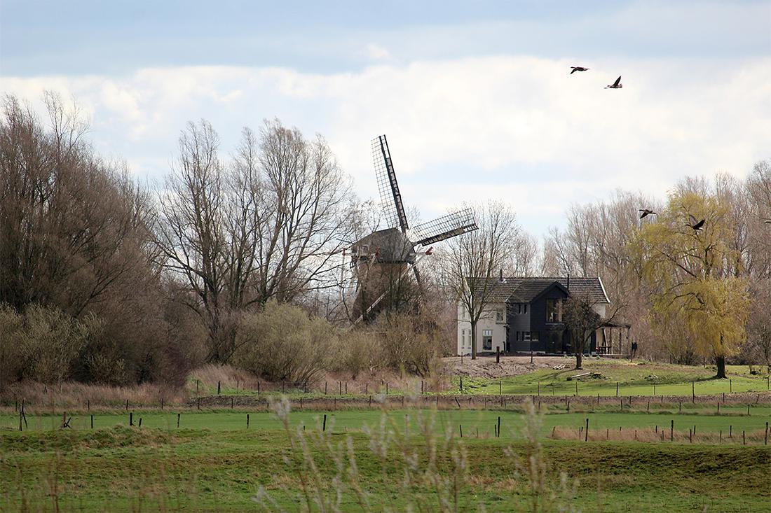 6, Molen 00085 De Hoop (Rijswijk), Koen van der Maat (17-3-2019)De molen gezien vanaf Wijk bij Duurstede, de slechte biotoop van die zijde is duidelijk te zien. | Database Nederlandse molens
