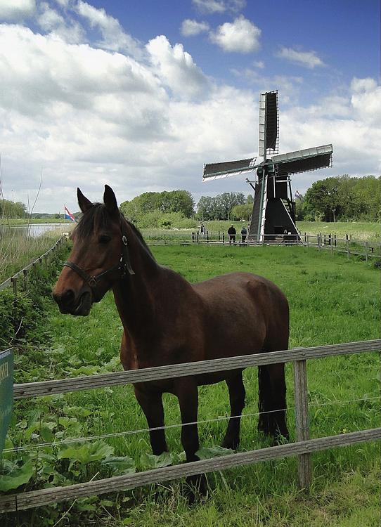 6, Molen 10003 Follega Molen (Laag-Keppel), Christina Zoet (13-5-2012) | Database Nederlandse molens