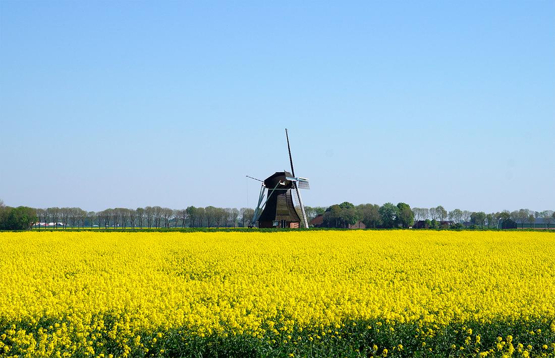 3, Molen 00602 Westerse Molen / Zeldenrust (Nieuw-Scheemda), Matthieu Hoogduin (5-5-2018)De molen in zijn typisch Groninger omgeving met bloeiend koolzaad. | Database Nederlandse molens