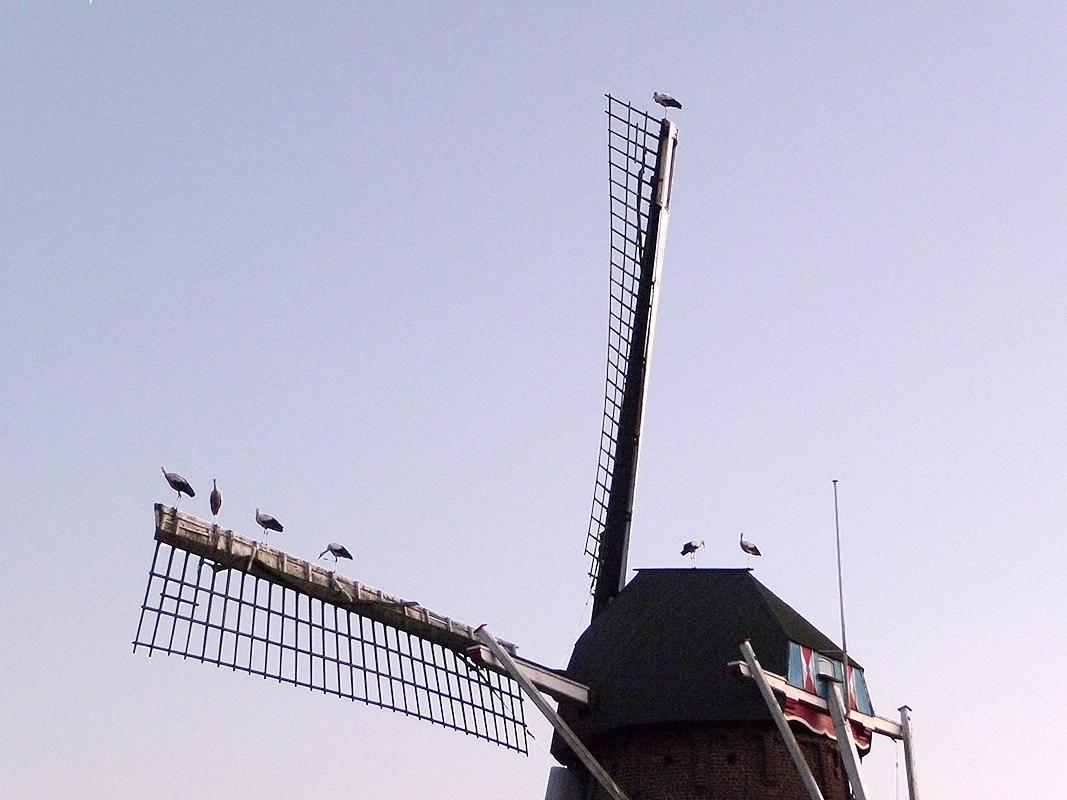 6, Molen 01117 Janssenmolen (Oirsbeek), Wil van Beurden (12-8-2018)Deze ooievaars overnachten bijna jaarlijks rond deze datum tijdens hun trektocht op en in de omgeving van de Janssen molen. Meestal zijn het er een stuk of 10. | Database Nederlandse molens