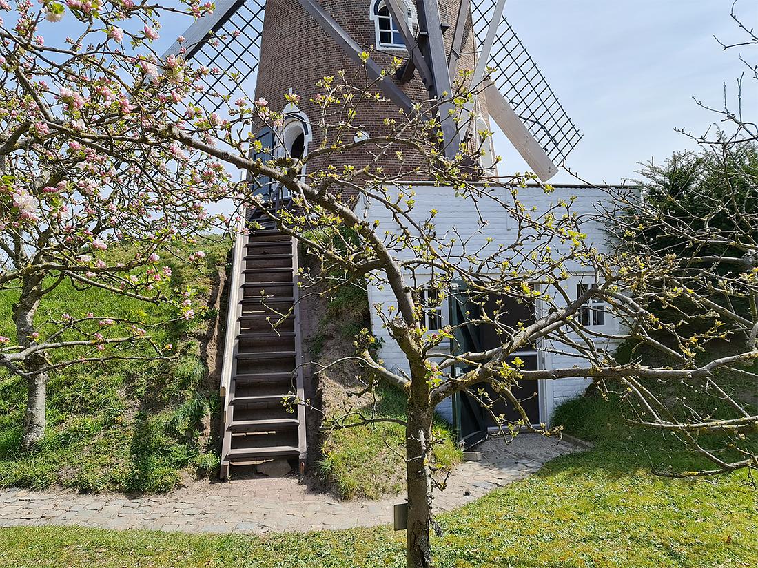 5, Molen 02523 De Doornboom (Hilvarenbeek), Pieter Zuijkerbuijk (24-4-2021)Met deze tweede beltopgang is er voor bezoekers die minder ter been zijn een extra mogelijkheid gecreëerd om de molen gemakkelijker te betreden. | Database Nederlandse molens