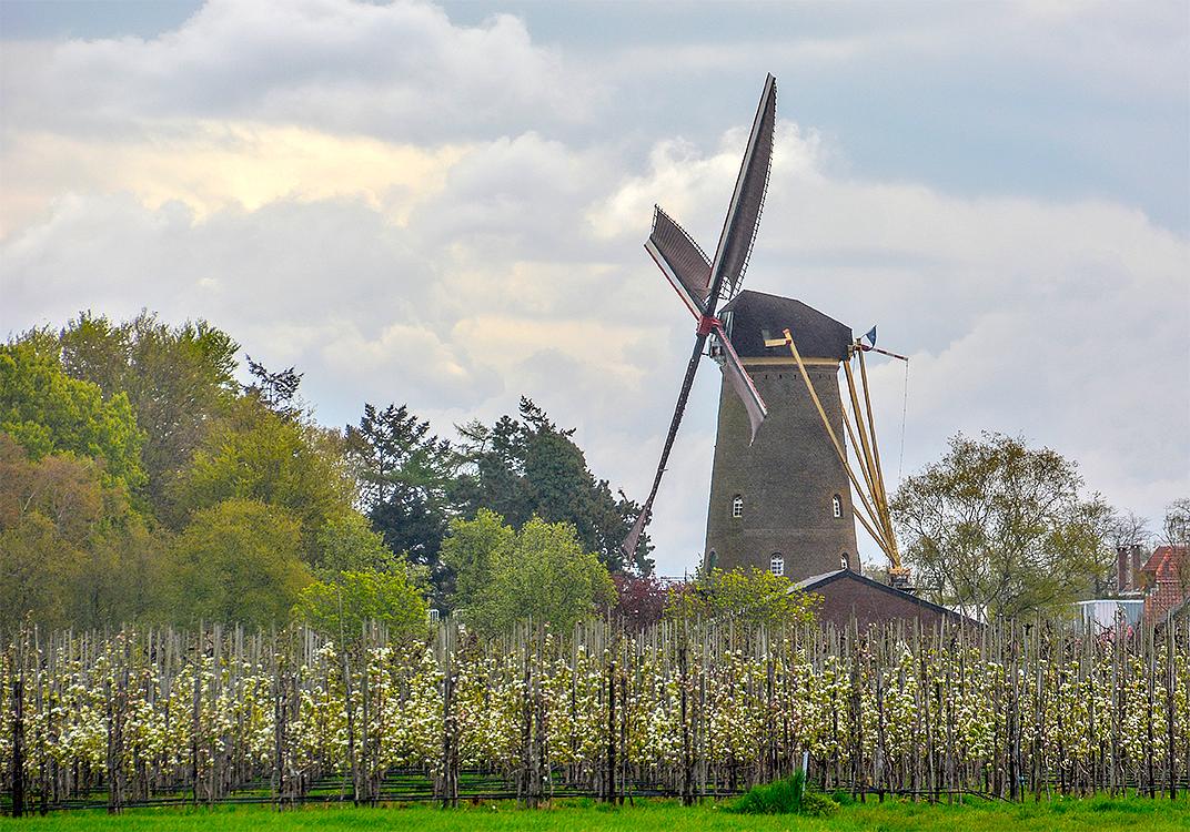 4, Molen 00370 Koningin Wilhelmina (Dongen), Roelof Kluijtmans (23-4-2016) | Database Nederlandse molens