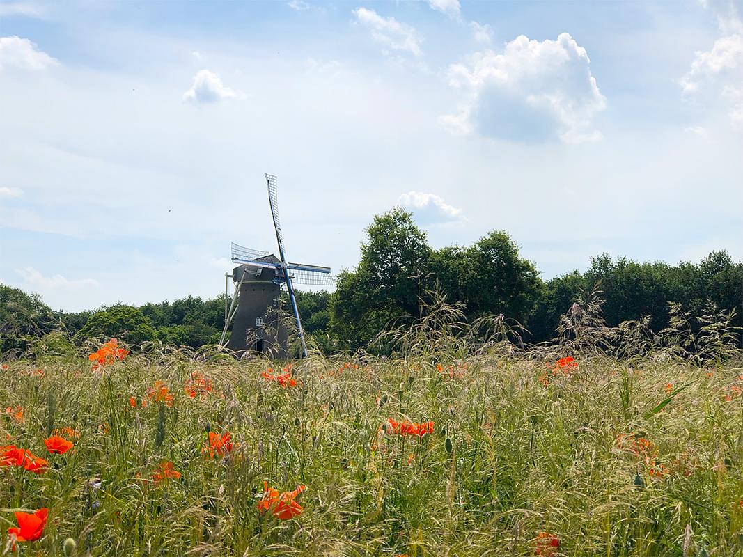 4, Molen 01585 Johanna-Elisabeth (Vlierden), Erik Theunissen (18-6-2019)De akker tegenover de molen wordt elk jaar ingezaaid met graan en 'graanonkruiden'. | Database Nederlandse molens