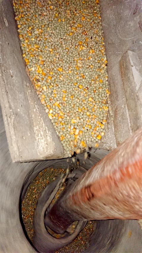 10, Molen 01864 D'Orangemolen (Willemstad), Marijn Kaufman (7-3-2019)Een blik op de Engelse rijn van de 17der blauwe steen. De molen maalde hier veevoer.  | Database Nederlandse molens