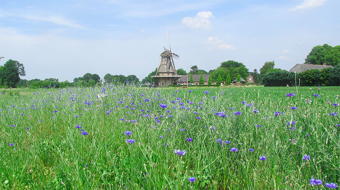 1, Molen 10007 Sint Jan (Oerle), Piet Glasbergen (29-5-2017) | Database Nederlandse molens