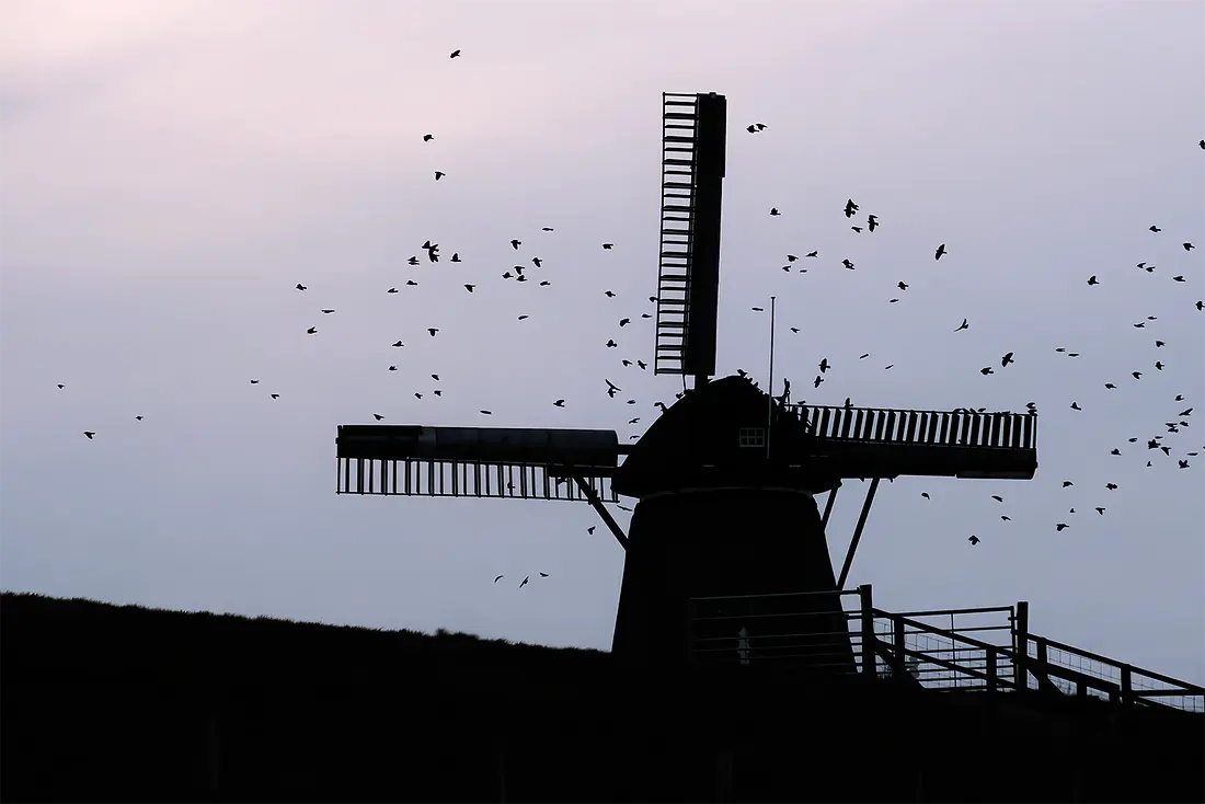4, Molen 01639 De Traanroeier (Oudeschild), Sandra Kulk (13-02-2022)Sandra schreef bij de inzending van de foto: 'Gemaakt vanaf de haven. De vogels zoeken ’s-avonds de molen op. Hiervan nog geen foto’s gezien maar wel iets wat heel herkenbaar is en bij de molen hoort.' | Database Nederlandse molens