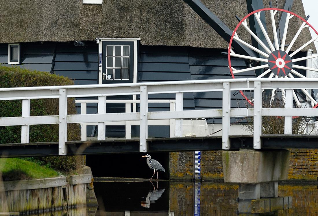 4, Molen 00037 Noordermolen (Akersloot), De blauwe reiger voelt zich prima thuis bij de Noordermolen.Chris van Gijs (2-4-2016) | Database Nederlandse molens