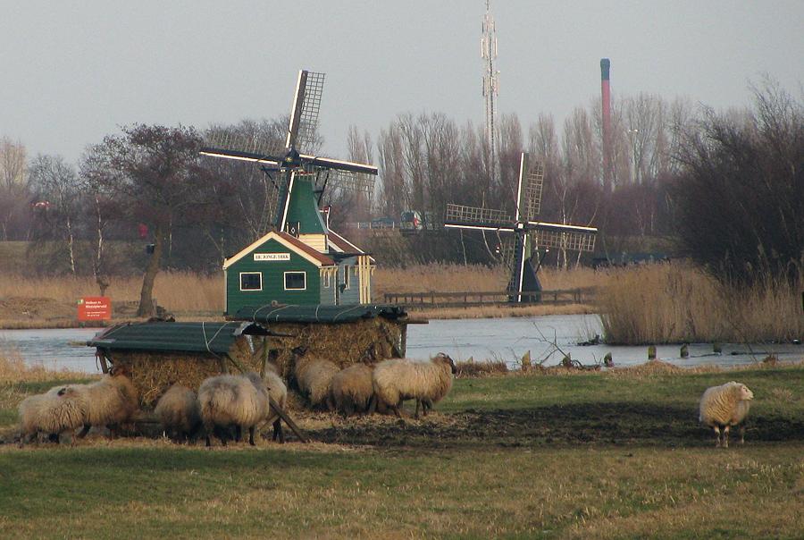 8, Molen 06907 r bis De Jonge Dirk (Westzaan), Piet Glasbergen (13-2-2013) | Database Nederlandse molens