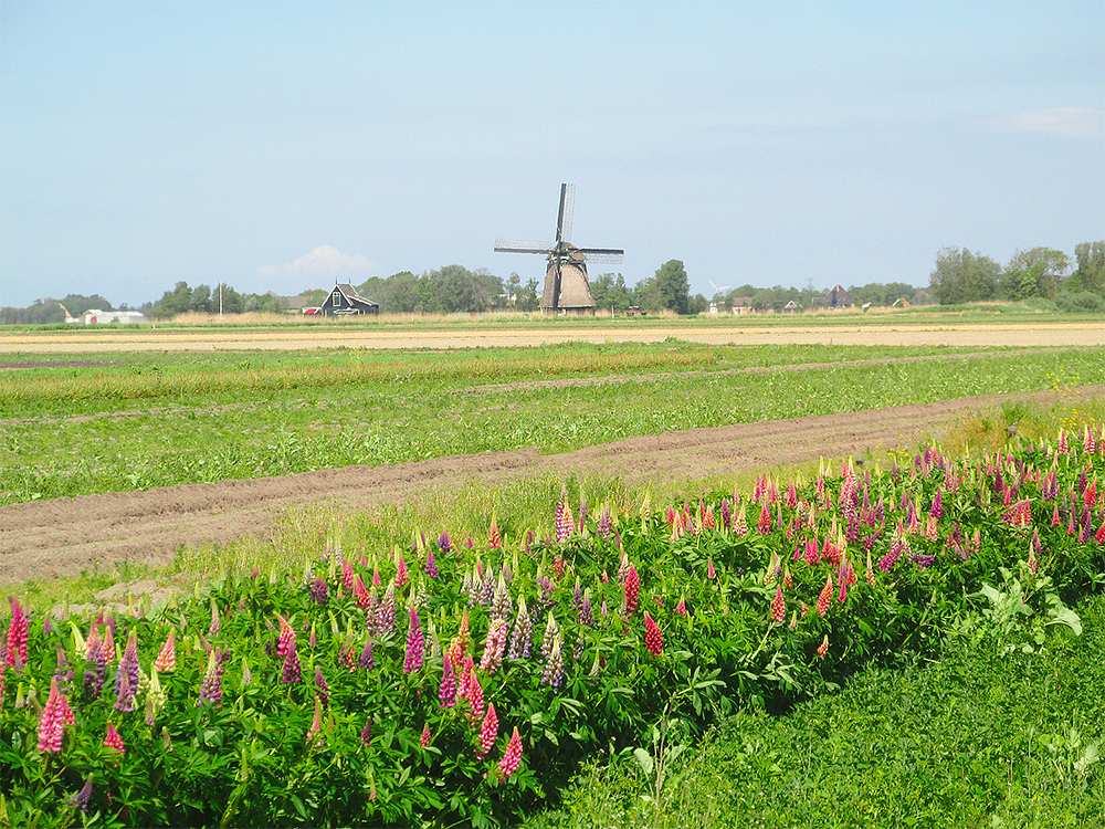 3, Molen 01635 Molen O-T ('t Zand), Piet Glasbergen (20-5-2017) | Database Nederlandse molens