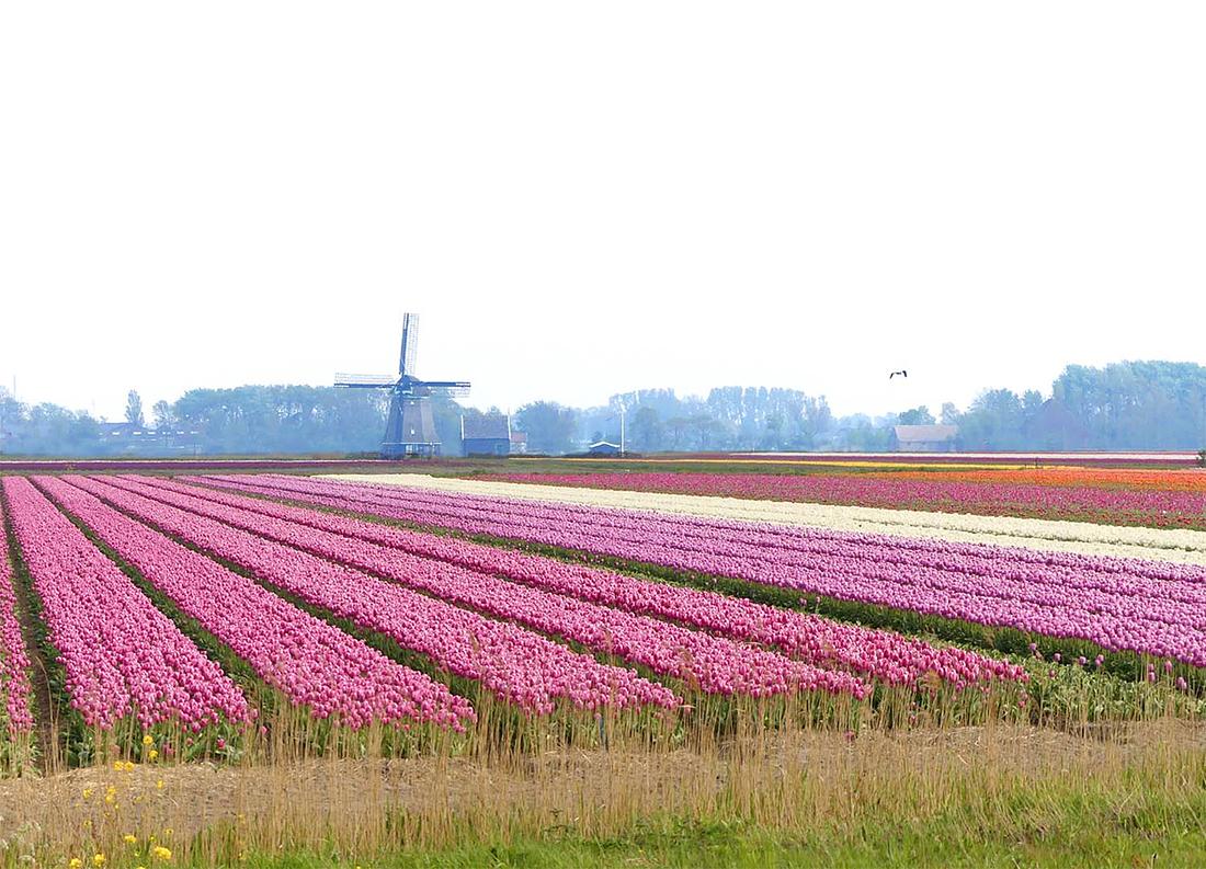 4, Molen 01635 Molen O-T ('t Zand), Piet Glasbergen (27-4-2020) | Database Nederlandse molens