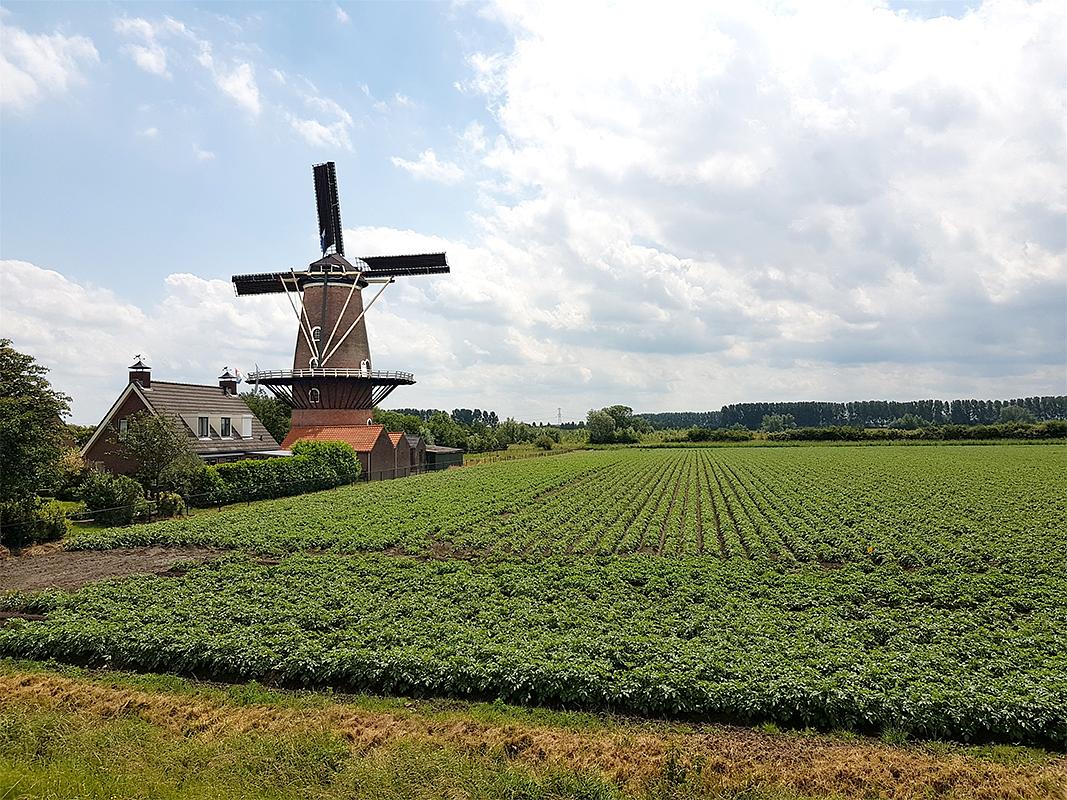 4, Molen 03567 De Korenhalm (Gravenpolder, 's-), Pieter Zuijkerbuijk (14-6-2019) | Database Nederlandse molens