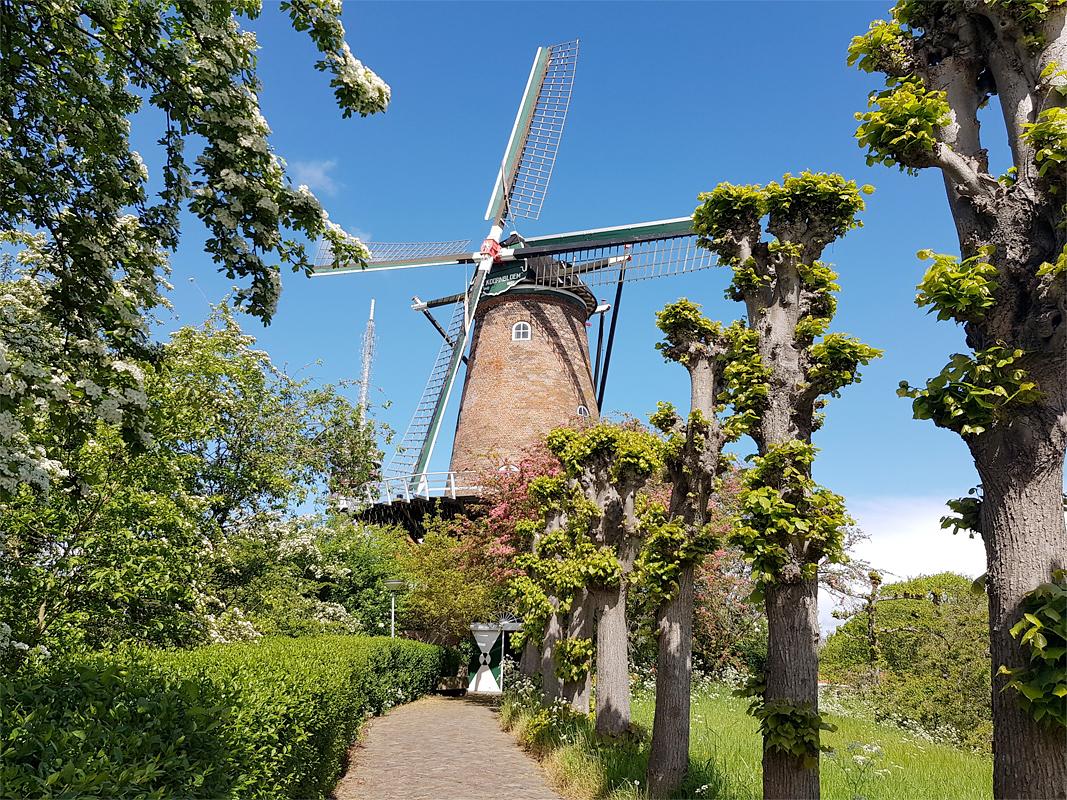 1, Molen 01657 De Koornbloem (Goes), Pieter Zuijkerbuijk (4-5-2019) | Database Nederlandse molens