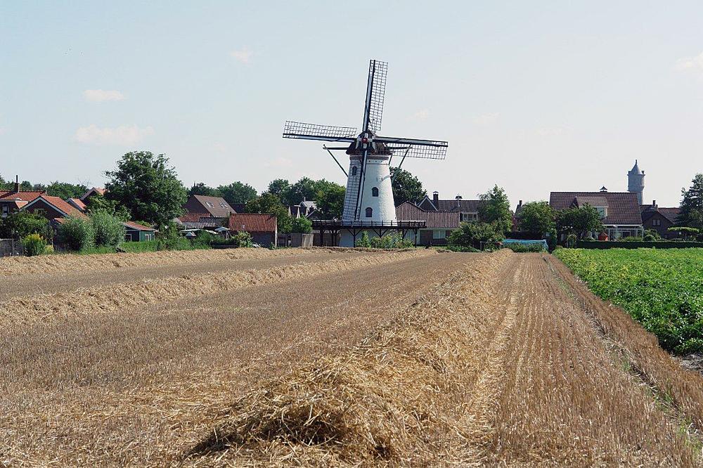 4, Molen 03533 De Korenbloem (Scherpenisse), Frits Kruishaar (11-8-2012) | Database Nederlandse molens