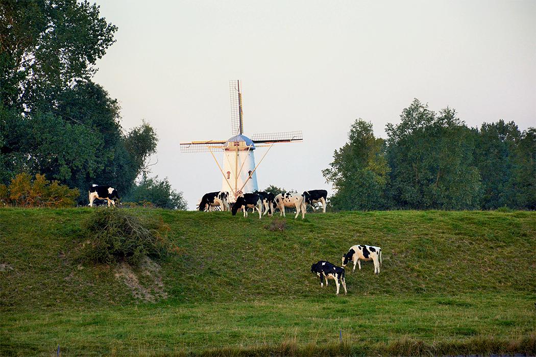 6, Molen 03319 De Koe (Veere), Tanja van Eenennaam (11-9-2015) | Database Nederlandse molens