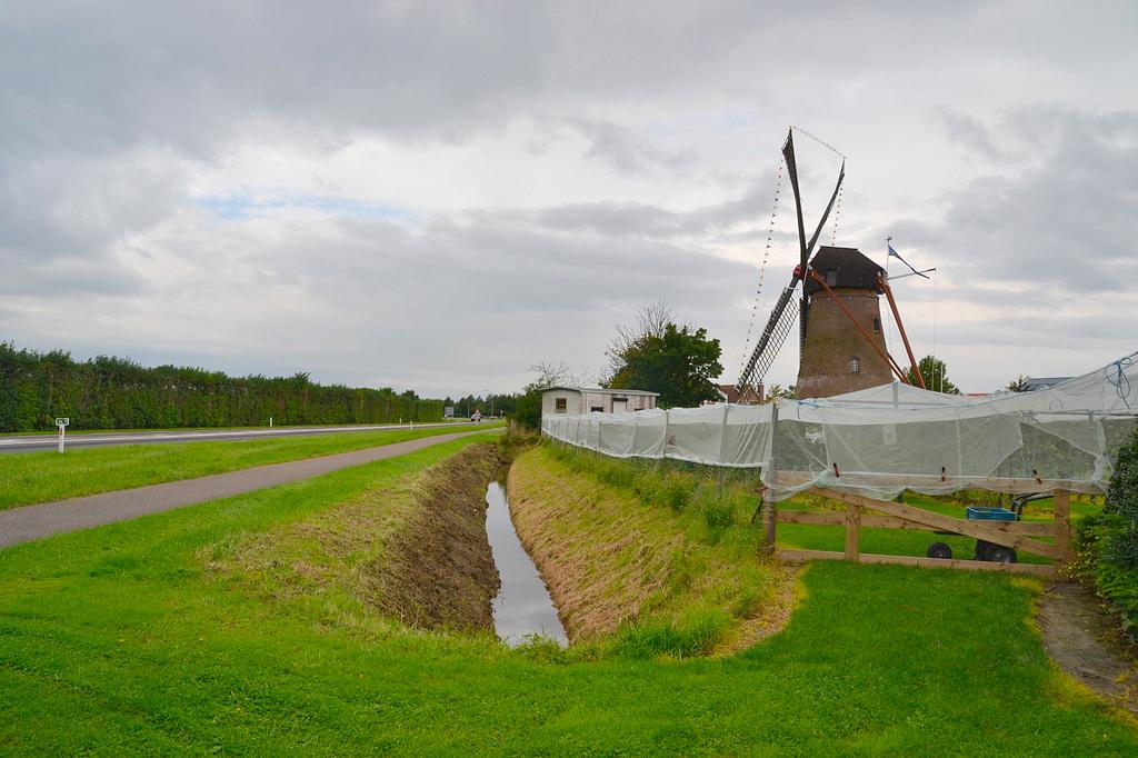 2, Molen 01649 De Rozeboom (Krabbendijke), Rob Pols (5-9-2015) De molen weer in de zeilen tijdens de Zeeuwse Molendag! Let op de omringende fruitteelt. | Database Nederlandse molens