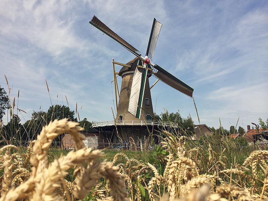 2, Molen 03548 d'Arke (Oostkapelle), Lennart van der Torren (19-7-2014) | Database Nederlandse molens