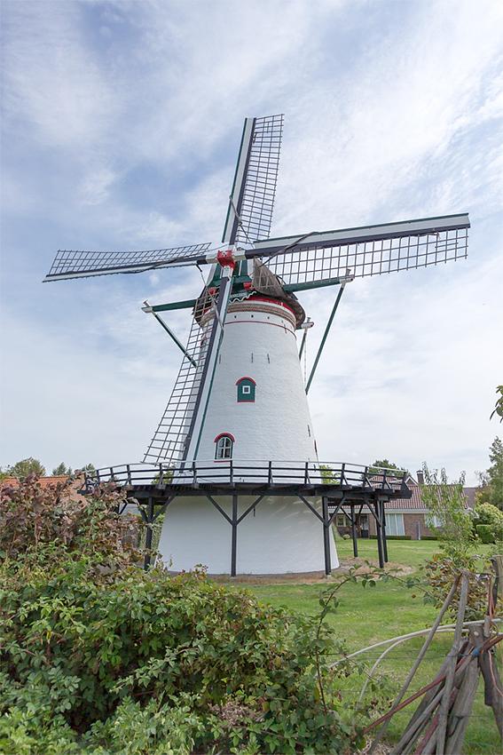 Molen 03533 De Korenbloem (Scherpenisse), Theo van Hest (6-8-2019) | Database Nederlandse molens