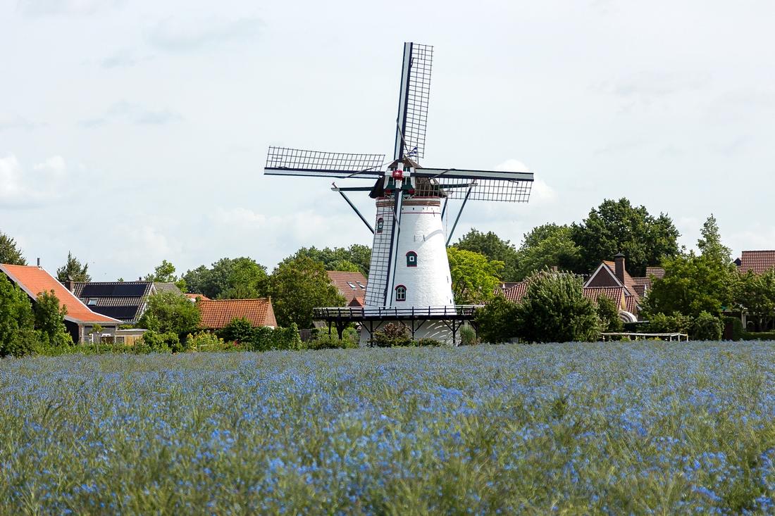 1, Molen 03533 De Korenbloem (Scherpenisse), Theo van Hest (6-8-2019) | Database Nederlandse molens