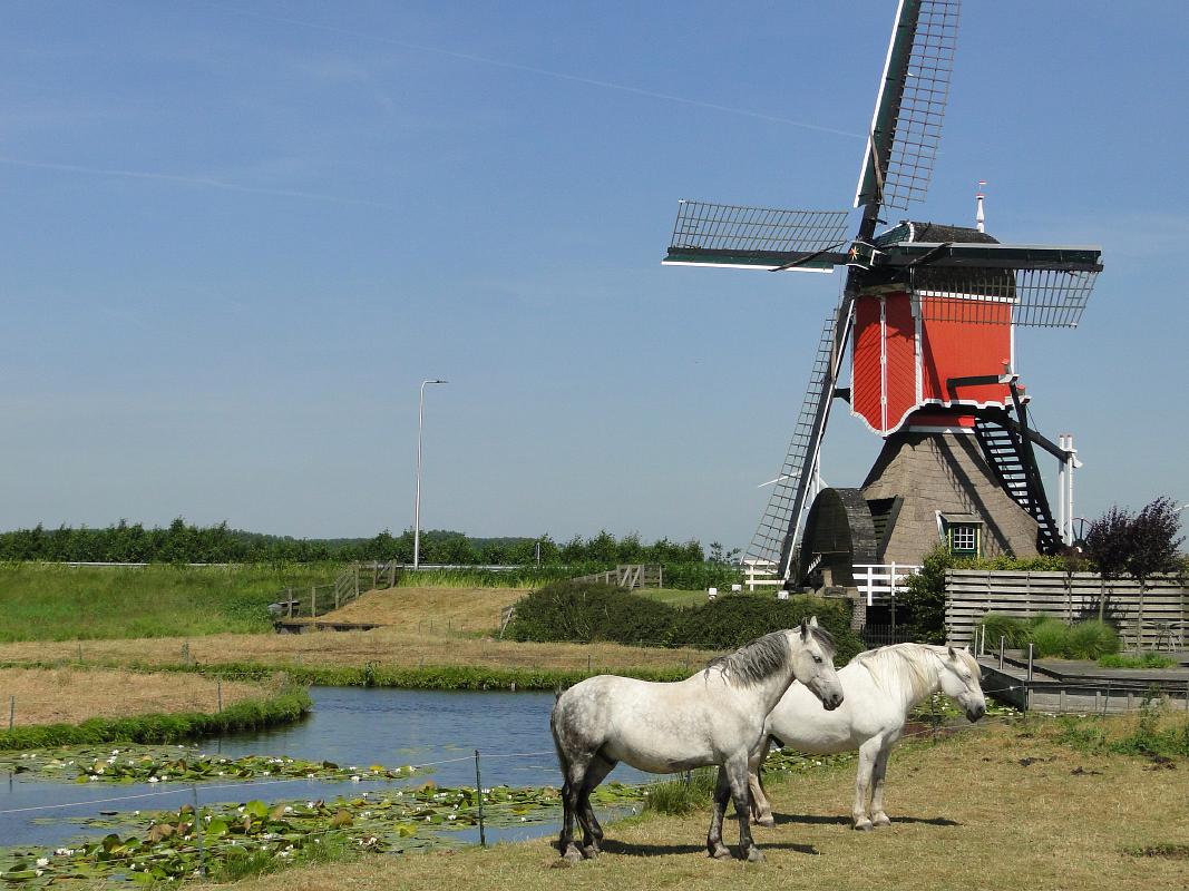 1, Molen 00951 Rooie Wip (Hazerswoude), Fons Gijselhart (26-6-2018) | Database Nederlandse molens