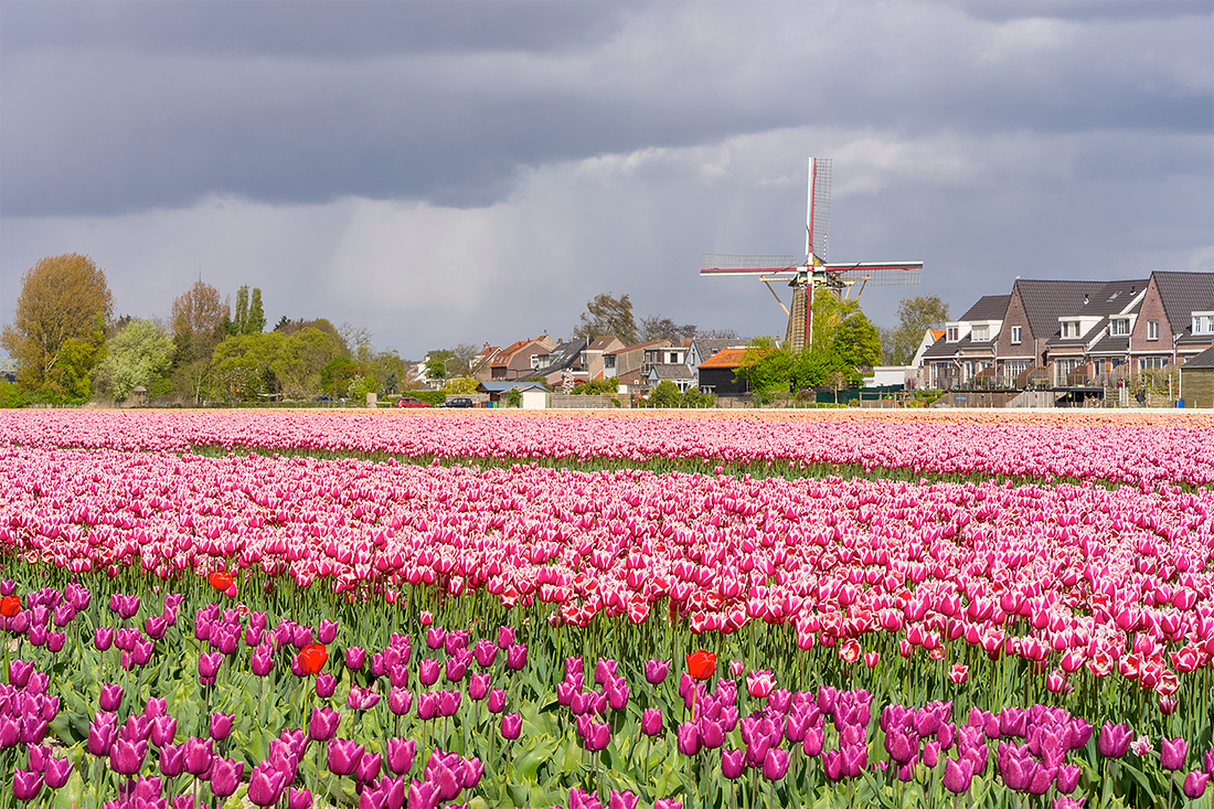 4, Molen 01896 d'Oranjeboom (Nieuwe-Tonge), Marcel van Nies (17-4-2017) | Database Nederlandse molens