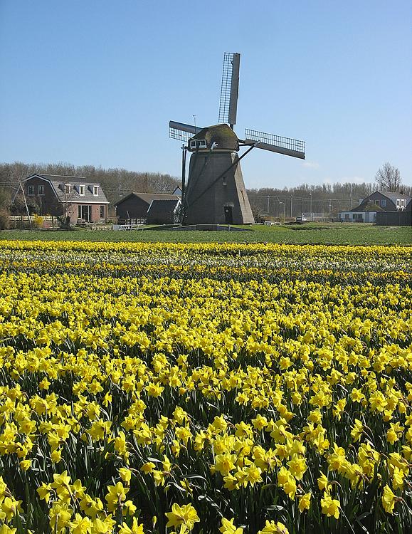 3, Molen 00994 Hogeveensemolen (Noordwijkerhout), Piet Glasbergen (19-4-2013) | Database Nederlandse molens