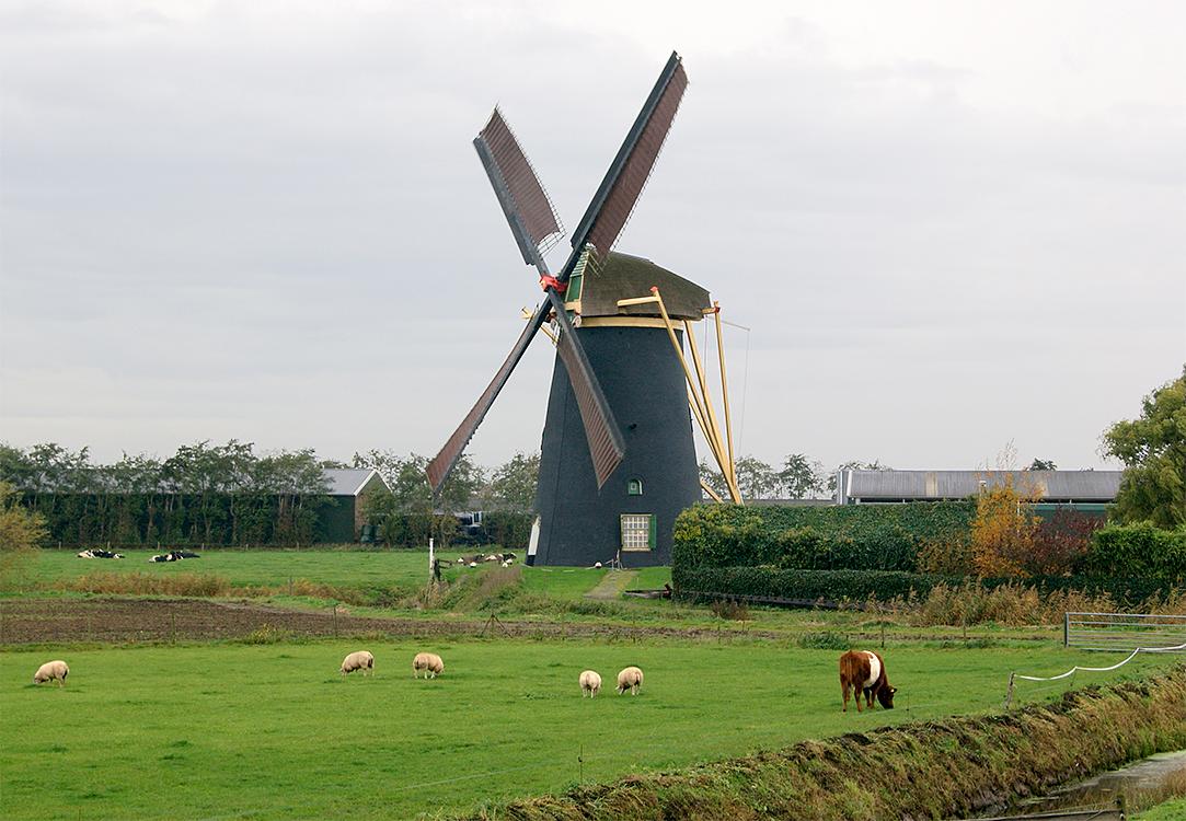 1, Molen 01981 Poldersche Molen (Maasdam), Kees van Drie (6-11-2015) | Database Nederlandse molens