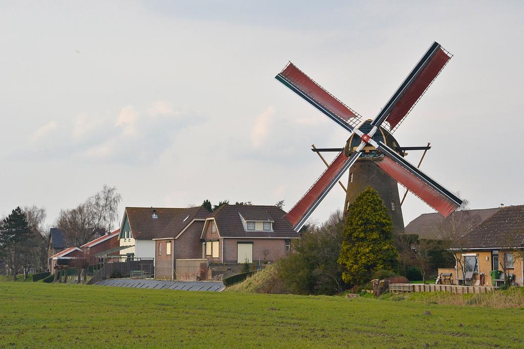 4, Molen 03607 Landzigt (Zuid-Beijerland), De (malende) molen gezien vanuit de polder.Rob Pols (26-2-2016) | Database Nederlandse molens