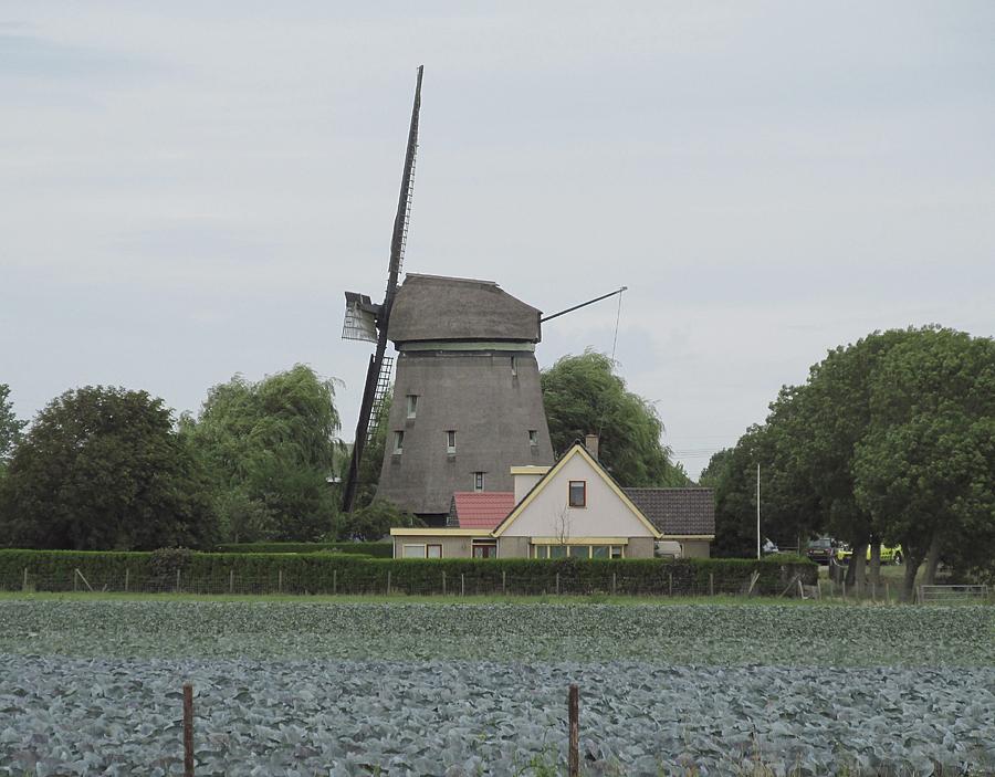 2, Molen 00355 Slootgaardmolen (Waarland), Piet Glasbergen (16-8-2013)Karakteristiek voor deze streek zijn de groentekolen in het veld.  | Database Nederlandse molens