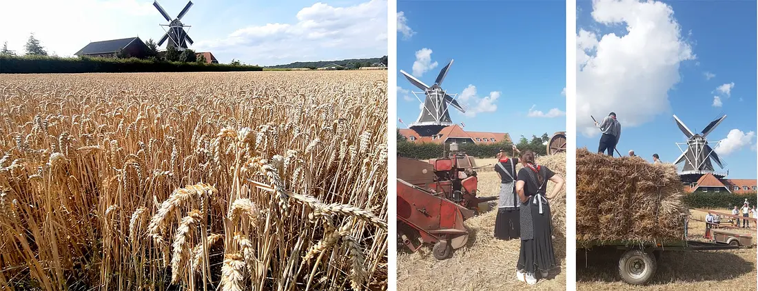 5, Molen 10002 De Zwaluw (Kesteren), Leo van der Vlist (20-8-2022)Oogst eigen tarwe | Database Nederlandse molens