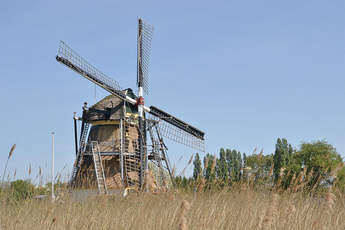 7, Molen 12343 Schaapweimolen (Rijswijk), Rob Pols (23-4-2020)De molen wordt opnieuw met riet gedekt. | Database Nederlandse molens