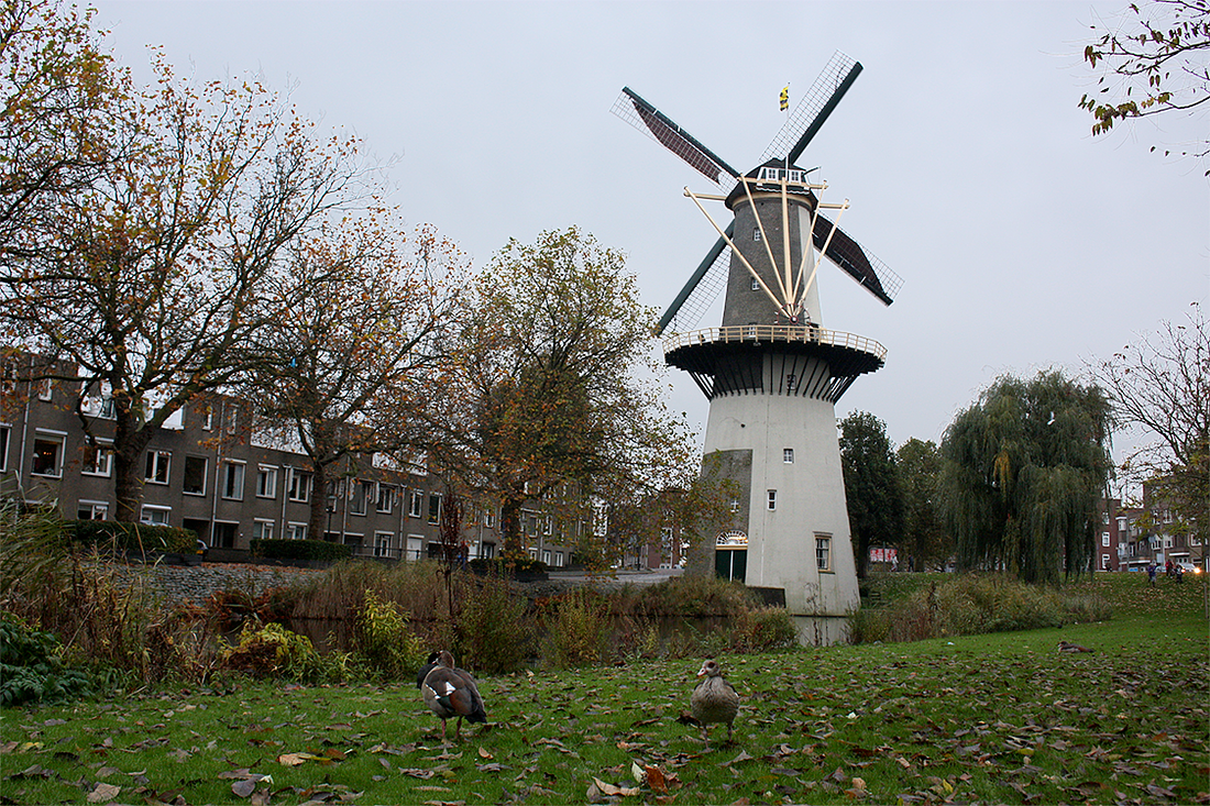 4, Molen 01172 De Drie Koornbloemen (Schiedam), Bram Westerink (12-11-2016) | Database Nederlandse molens