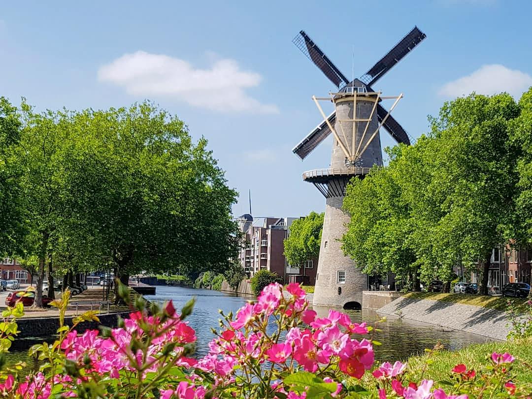 3, Molen 01171 De Walvisch (Schiedam), Theo de Rooij (5-6-2018) | Database Nederlandse molens
