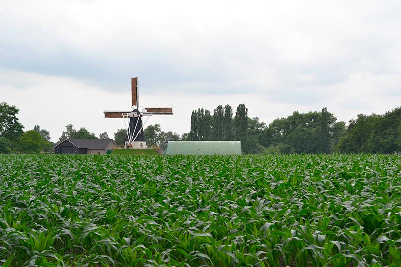 3, Molen 06401 De Hoop (Keldonk), Rob Pols (23-6-2018)De molen van afstand bekeken. De omgeving is mooi landelijk, maar er is wel veel geboomte rondom. | Database Nederlandse molens