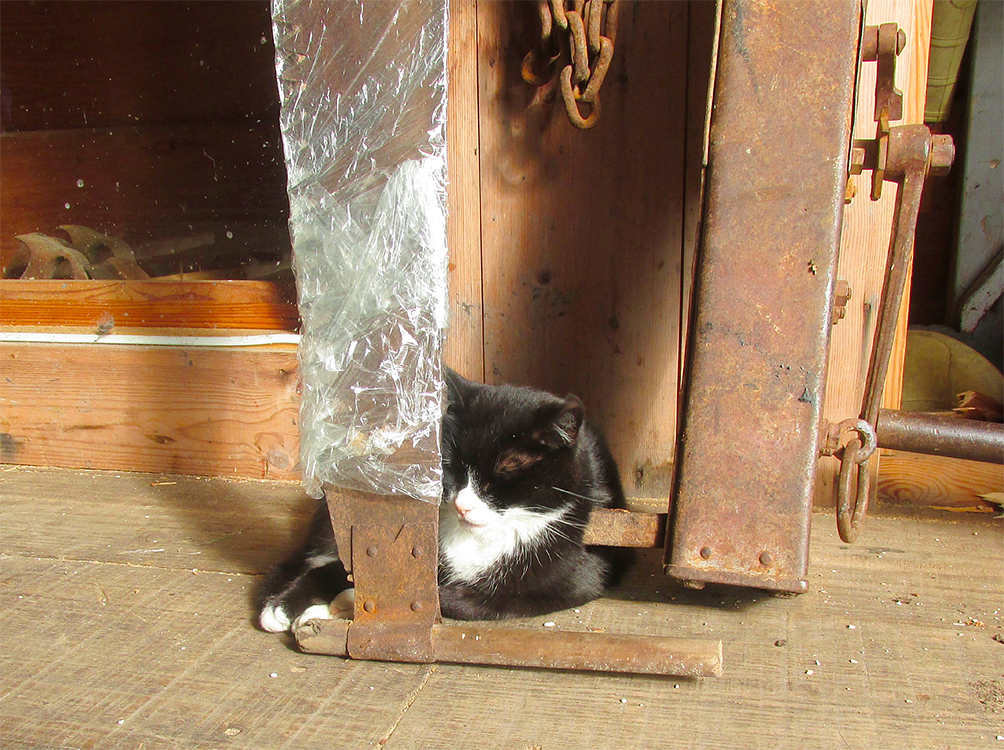 14, Molen 10139 Het Jonge Schaap (Zaandam), Piet Glasbergen (6-10-2016). De kat van Het Schaap. | Database Nederlandse molens