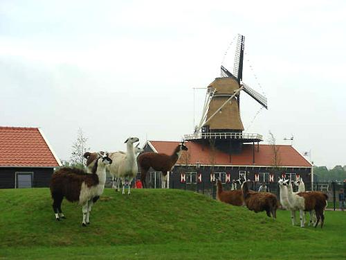 2, Molen 10042 Molen van Piet (Tuitjenhorn), Eric Zwijnenberg (2007). | Database Nederlandse molens