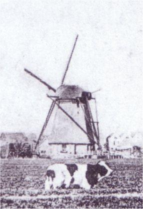 Molen 01918 b Waterschap Pernis en polder Boudewijn Hartsland (Pernis), deel onderstaande ansichtkaart | Database Nederlandse molens