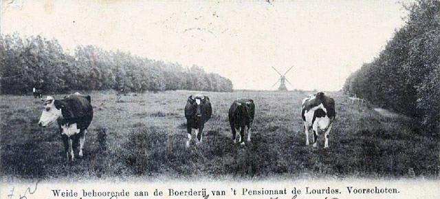 1, Molen 00984 a Hofpolder (Westeinde), Ansichtkaart, coll. Hans Roest | Database Nederlandse molens