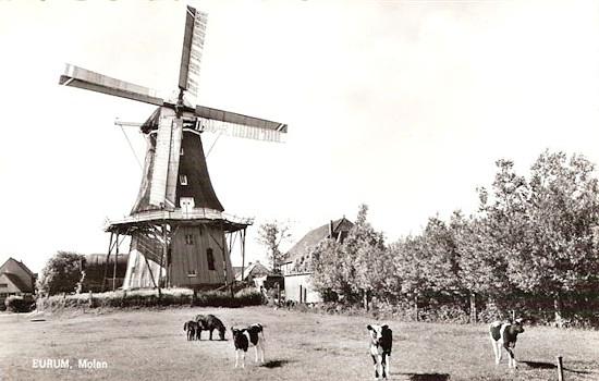 1, Molen 04439 Windlust (Burum/ Boerum), Prentbriefkaart (coll. H. Noot) | Database Nederlandse molens